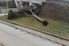 Cade albero vicino al mercato ortofrutticolo: sul posto i Vigili del Fuoco