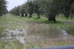 Maltempo, per Coldiretti Puglia 230 comuni sono a rischio idrogeologico