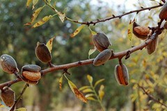 Furti di mandorle: l'allarme di Coldiretti Puglia