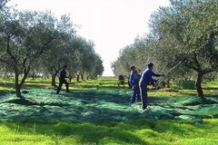 Agricoltura progesso: «Non vendete le olive, ma l'olio»