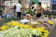 Mercato dei fiori: tanta scelta ma prezzi al rialzo. Ecco perché