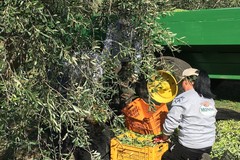L'allarme di Rifondazione Comunista: campagne deserte, è crisi per il settore olivicolo