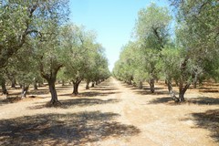 «La pioggia e la neve possono salvare la Puglia dalla siccità»