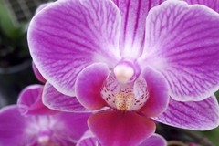 Orchidee, Coldiretti Puglia a sostegno dei produttori del Nord Barese per il caro bolletta