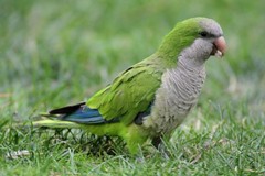 Gravi danni alle colture per i pappagalli. De Palma scrive alla Regione Puglia