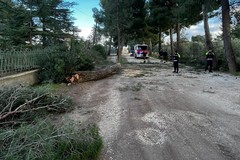 Imponente pino si abbatte sulla via Appia Traiana, l'amarezza di Barione