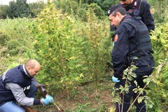 Marijuana al posto degli ulivi. Arrestati falsi agricoltori