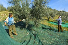 Furti di olive all'ordine del giorno, necessario rafforzare i controlli