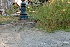 Ramo spezzato in villa, Barione: «Amministrazione totalmente inadeguata sul verde»
