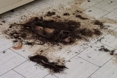 Orrore a Terlizzi: tre gatti bruciati vivi.  «Morti tra atroci sofferenze»
