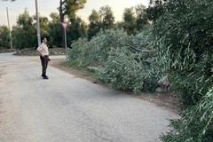 Strage di ulivi nelle campagne di Terlizzi: 20 alberi tagliati nella notte