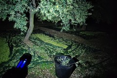 Furto d'olive sventato a Terlizzi: recuperati 3 quintali e due mezzi rubati