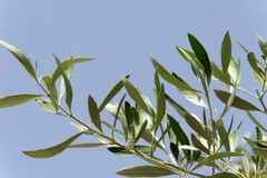Dalla Puglia centomila ramoscelli di ulivo per la messa delle Palme di Papa Francesco