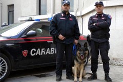 Unità cinofila dei carabinieri alla benedizione degli animali