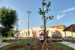 Palafiori: 14 alberi e 1000 piantine pronti per la piantumazione