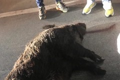 Cinghiale investito su via Mariotto, auto fuori strada