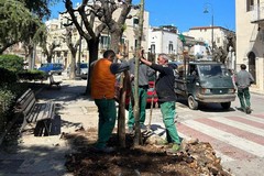 Piantati trenta nuovi alberi a Terlizzi