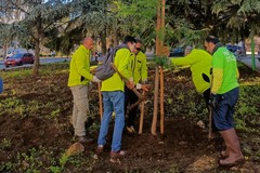 Giornata Nazionale degli alberi 2024, gli eventi proposti a Terlizzi