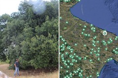 La Puglia terra di patriarchi verdi: 216 alberi monumentali nell’elenco Masaf, c'è anche Terlizzi