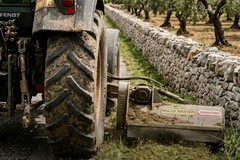 Al via a Terlizzi gli interventi di pulizia per contrastare il vettore della Xylella