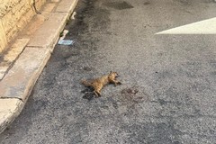 Alta velocità in città, un pericolo sulle nostre strade