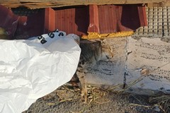 Gatto senza vita sul marciapiede: macabro ritrovamento in viale dei Lilium