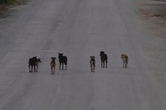 Cani randagi in branco, cresce l’allarme a Terlizzi