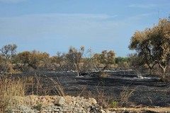 L’appello di Puliamo Terlizzi: «Tornate a coltivare la terra»