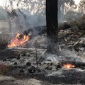 Incendio sulla via Appia Traiana: bruciano 500 metri quadri di verde