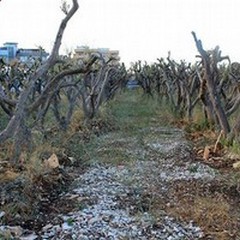 Puliamo Terlizzi: alberi morti anche nell'area verde di Via Giovanni Paolo II