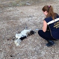 Ritrovata carcassa di un cane con ferite da trascinamento