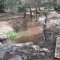 WWF: le acque reflue di Ruvo e Terlizzi stanno uccidendo uccelli e alberi a Molfetta