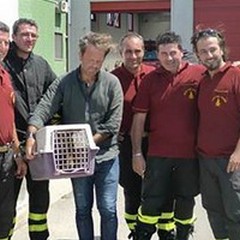 Vigili del Fuoco e WWF salvano un piccolo esemplare di volpe