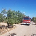 Terlizzi brucia: ancora incendi in contrada Pozzo Soldano