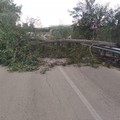 Contrada Portoni, albero caduto sulla strada