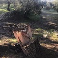 Taglio albero via Appia Traiana, Legambiente Terlizzi sporgerà denuncia