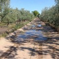 Entro giugno saranno riqualificati 6 km di strade rurali a Terlizzi