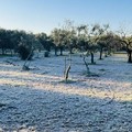 Gelate nell'agro di Terlizzi: l'assessore De Palma al fianco degli agricoltori