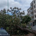 Maltempo, cade un albero in viale Roma a Terlizzi