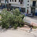 Albero caduto in viale Roma, Barione (FdI): «Tragedia sfiorata»