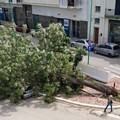 Caduta Melia in viale Roma: Puliamo Terlizzi spiega la sua posizione