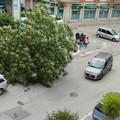 Albero caduto in viale Roma, Puliamo Terlizzi chiede accertamento responsabilità