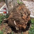 Albero collassato in viale Roma, la nota di Legambiente Terlizzi