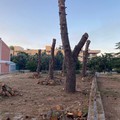 Pineta rasa al suolo in largo Firenze. Legambiente Terlizzi insorge