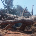 Crolla albero tra Sovereto e via Traiana: la denuncia di Puliamo Terlizzi