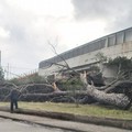 Caduta albero via Rimini: il video