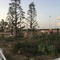 Questa sera il Collettivo R8 presenta l'orto sociale urbano di Viale dei  Giardini