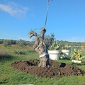 Legambiente Terlizzi ripiantuma un ulivo secolare nel Parco La Padula