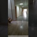 Una volpe nell'Ospedale  "Sarcone " (VIDEO)