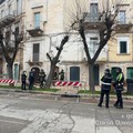 Pericolo per incolumità pubblica: tagliato albero su Corso Dante